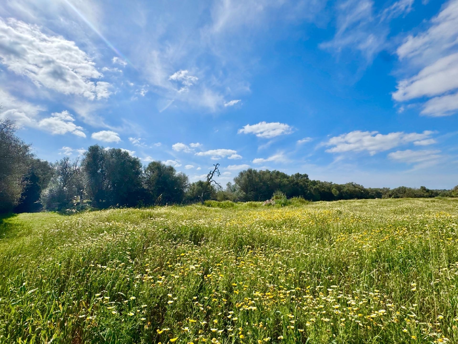  for sale plot Campos Sud 5