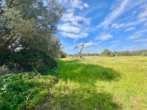 Campos Sud plot foto 6365629