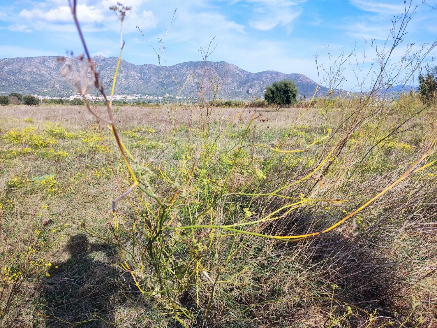  till salu tomt Can Sunyer Del Palau Baix Llobregat 7