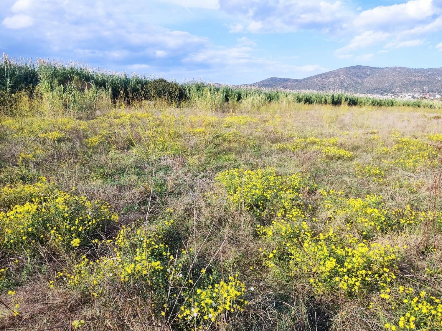  till salu tomt Can Sunyer Del Palau Baix Llobregat 8