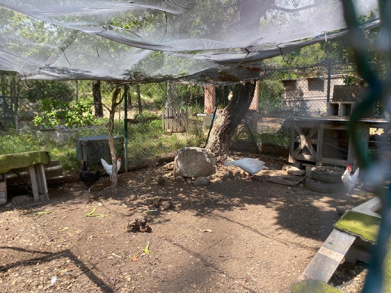  à vendre terrain Capmany Alt Empordà 12