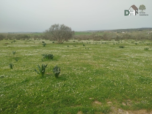 Casar De Cáceres Tajo-Salor tomt foto 6366215