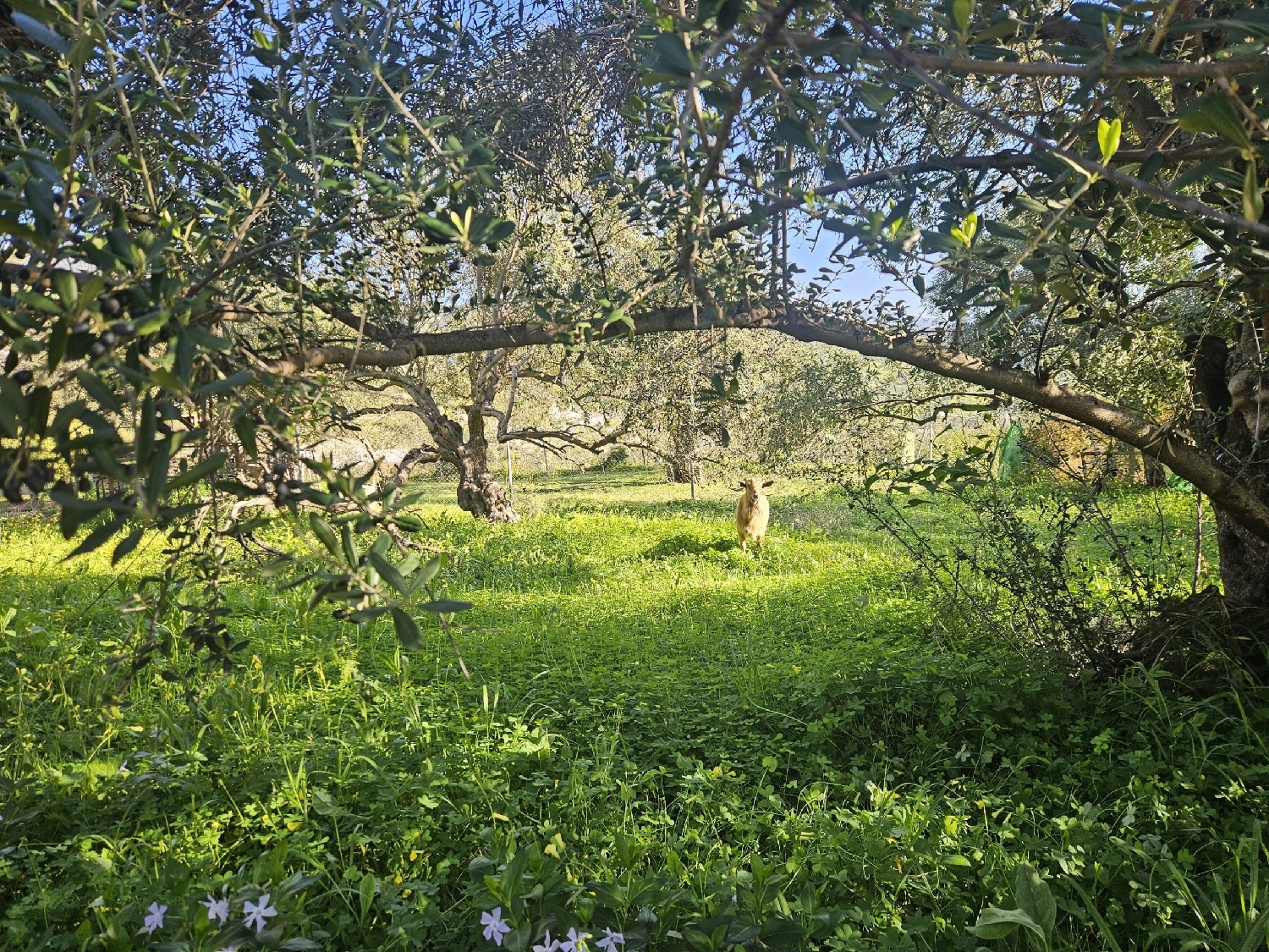  for sale plot Casarabonela Sierra De Las Nieves 2