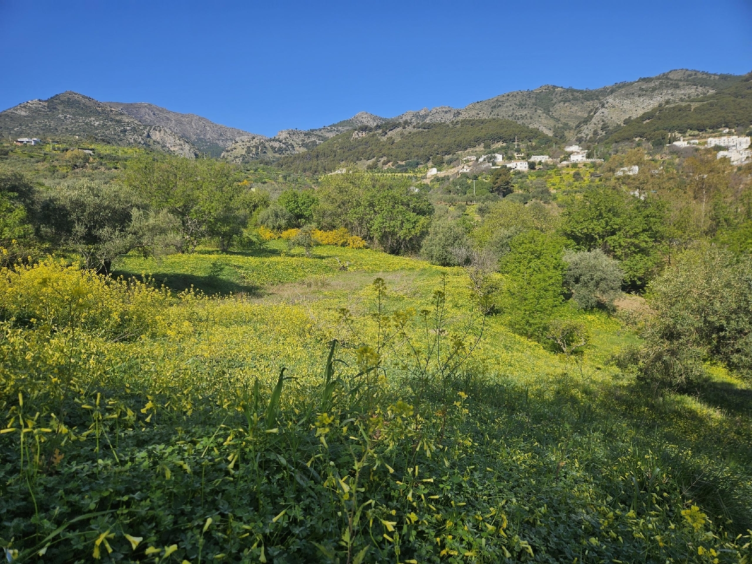  for sale plot Casarabonela Sierra De Las Nieves 7