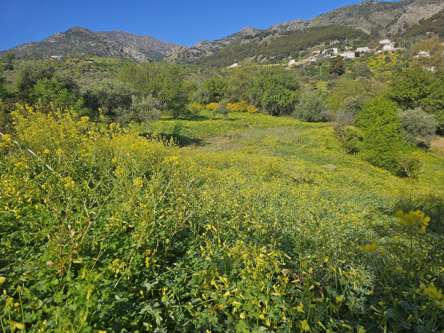  for sale plot Casarabonela Sierra De Las Nieves 6