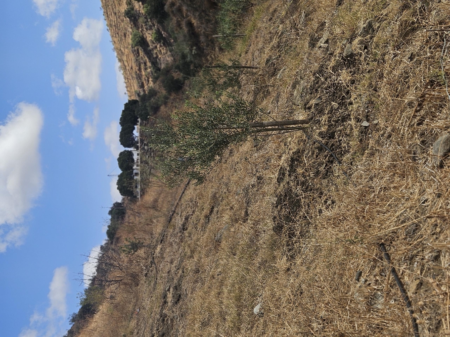  till salu tomt Casarabonela Sierra De Las Nieves 6