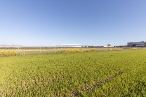 Chauchina Vega De Granada plot foto 6365445