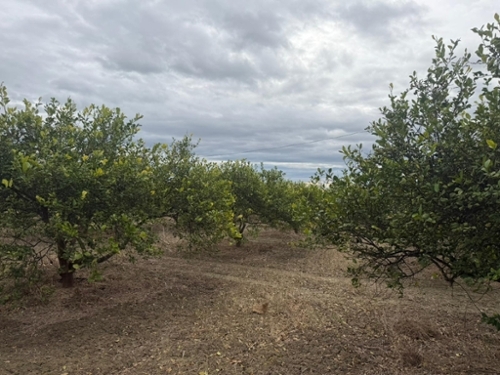 Daya Nueva Baix Segura perceel foto 6358570