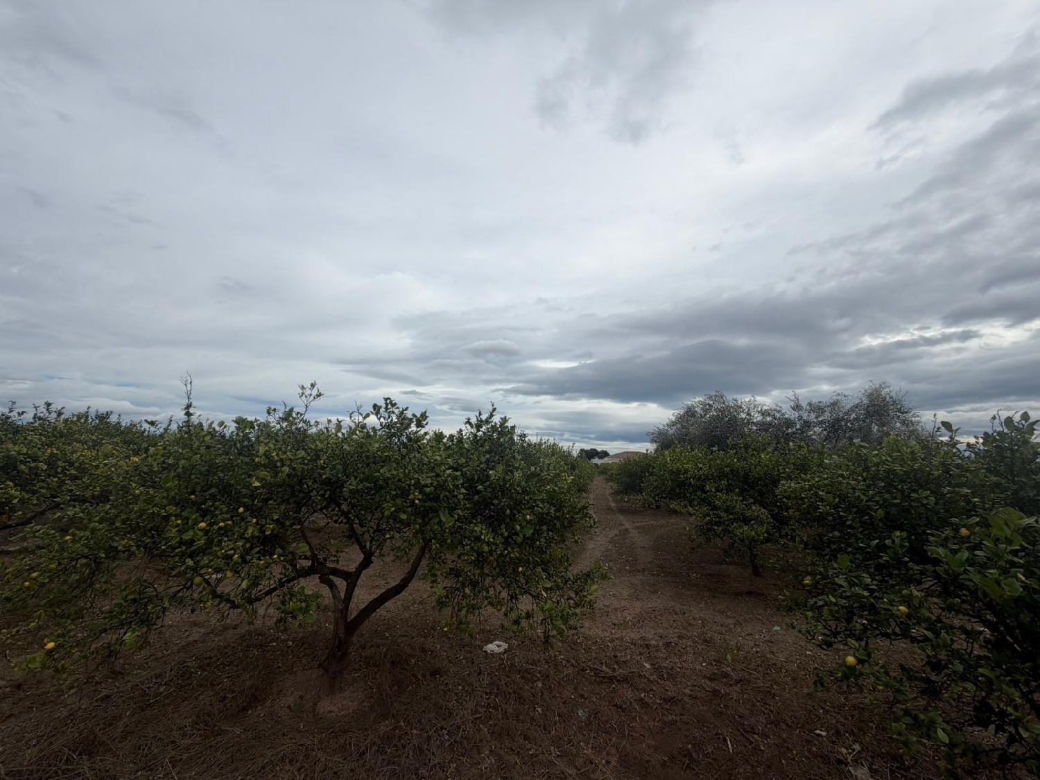  te koop perceel Daya Nueva Baix Segura 2