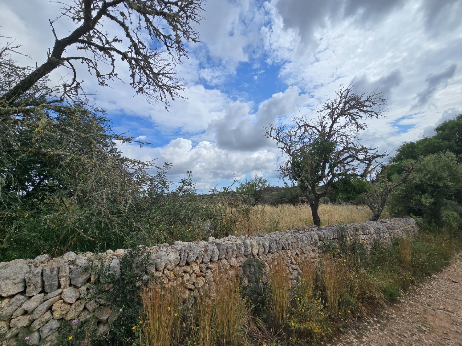  for sale plot Llubí Pla (Es) 5