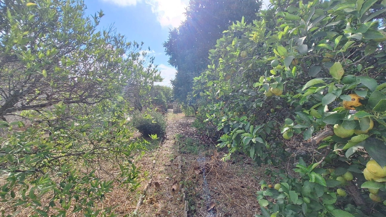 till salu tomt Llubí Pla (Es) 6