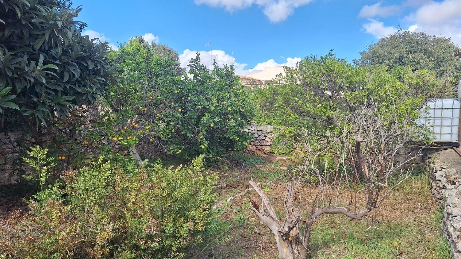 till salu tomt Llubí Pla (Es) 7