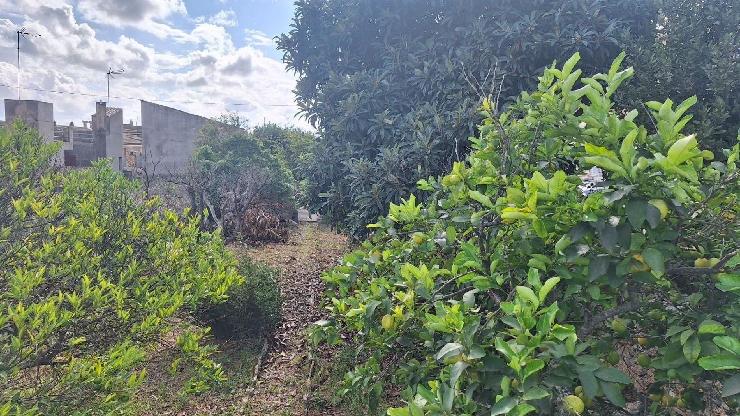 till salu tomt Llubí Pla (Es) 4