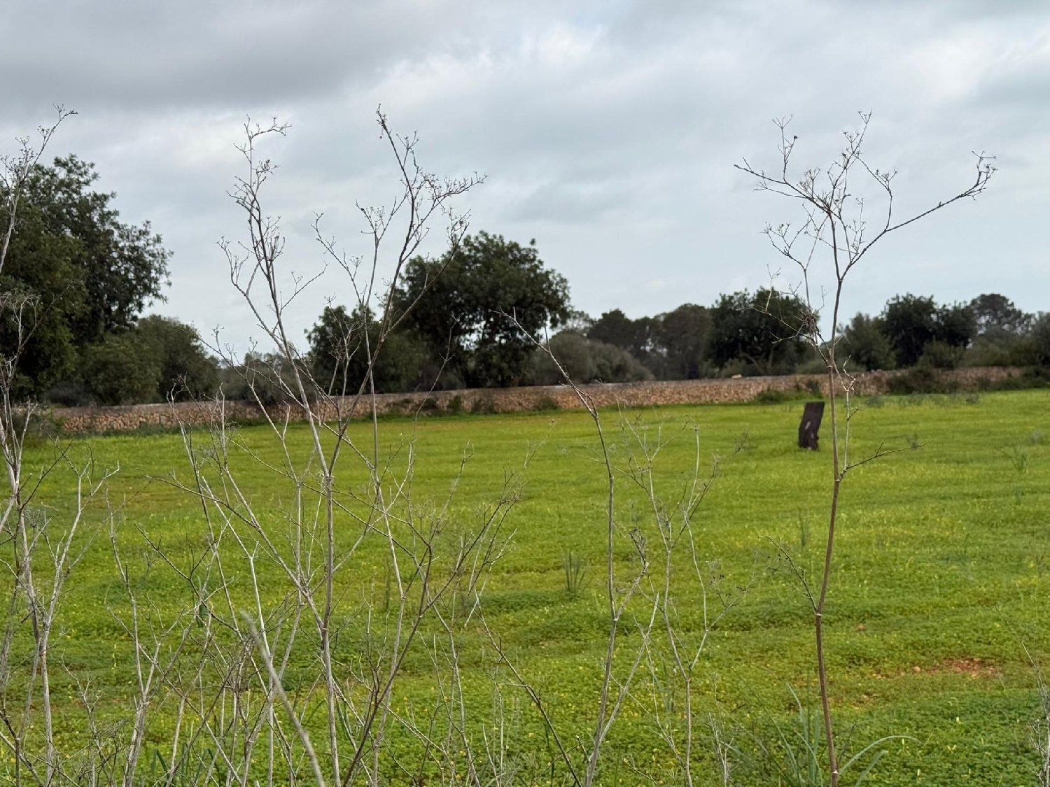  till salu tomt Llucmajor Llucmajor 8