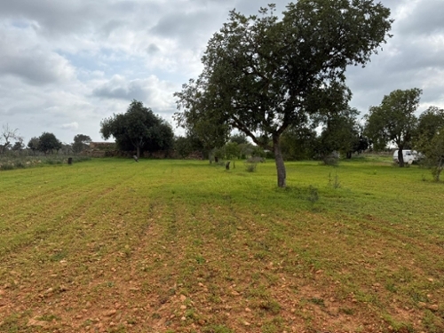 Llucmajor Llucmajor tomt foto 6362374