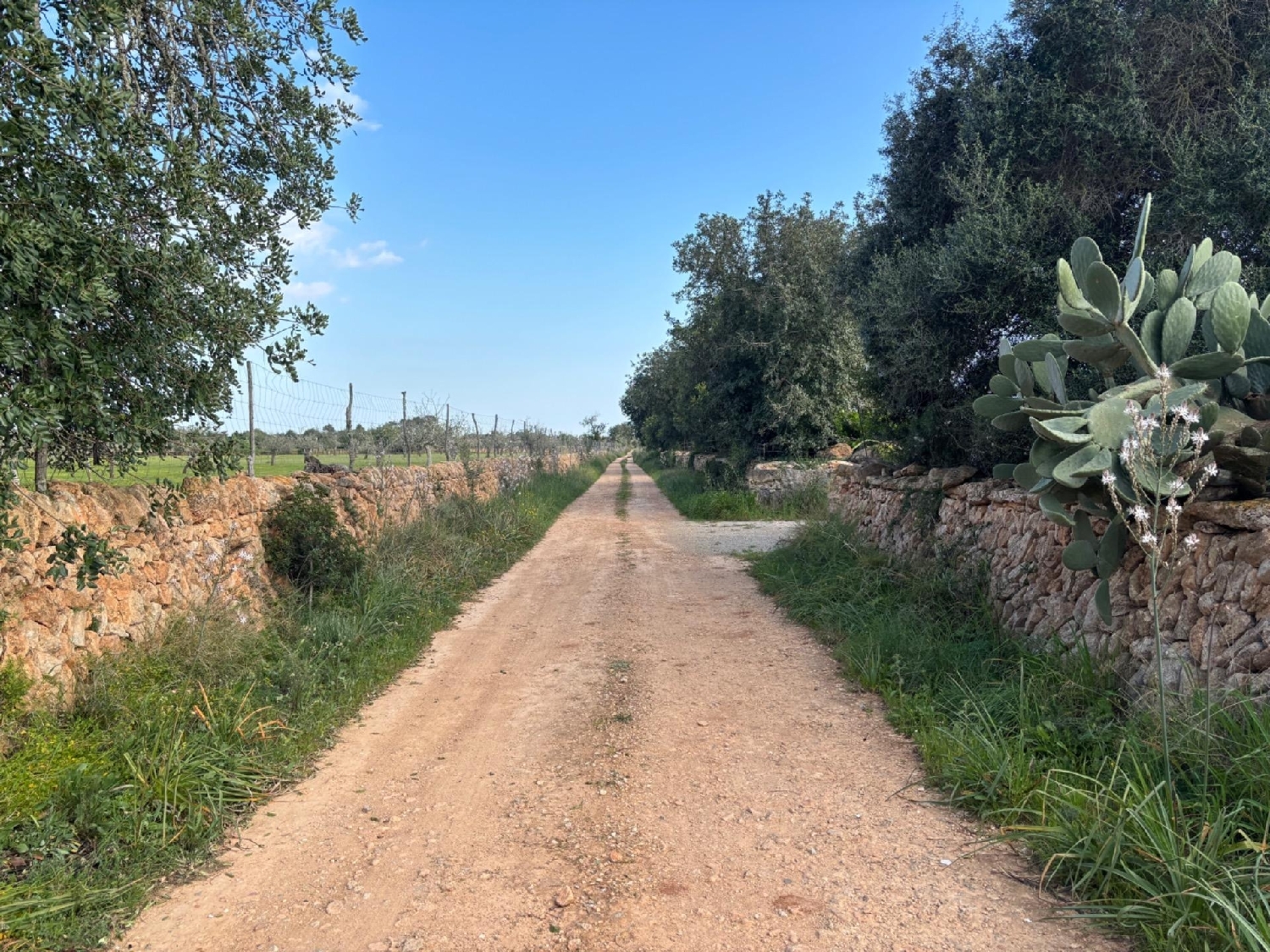  for sale plot Llucmajor Llucmajor 3