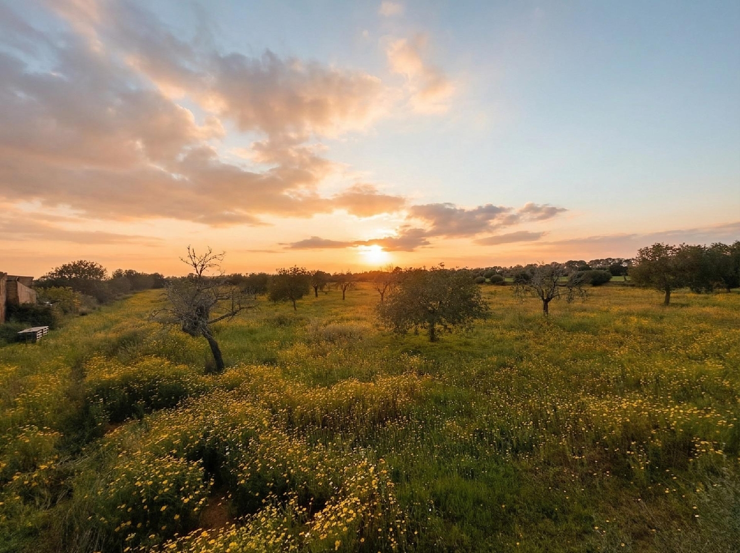  for sale plot Llucmajor Llucmajor 1