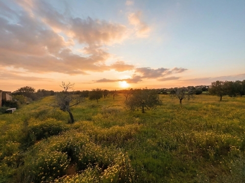 Llucmajor Llucmajor plot foto 6365630