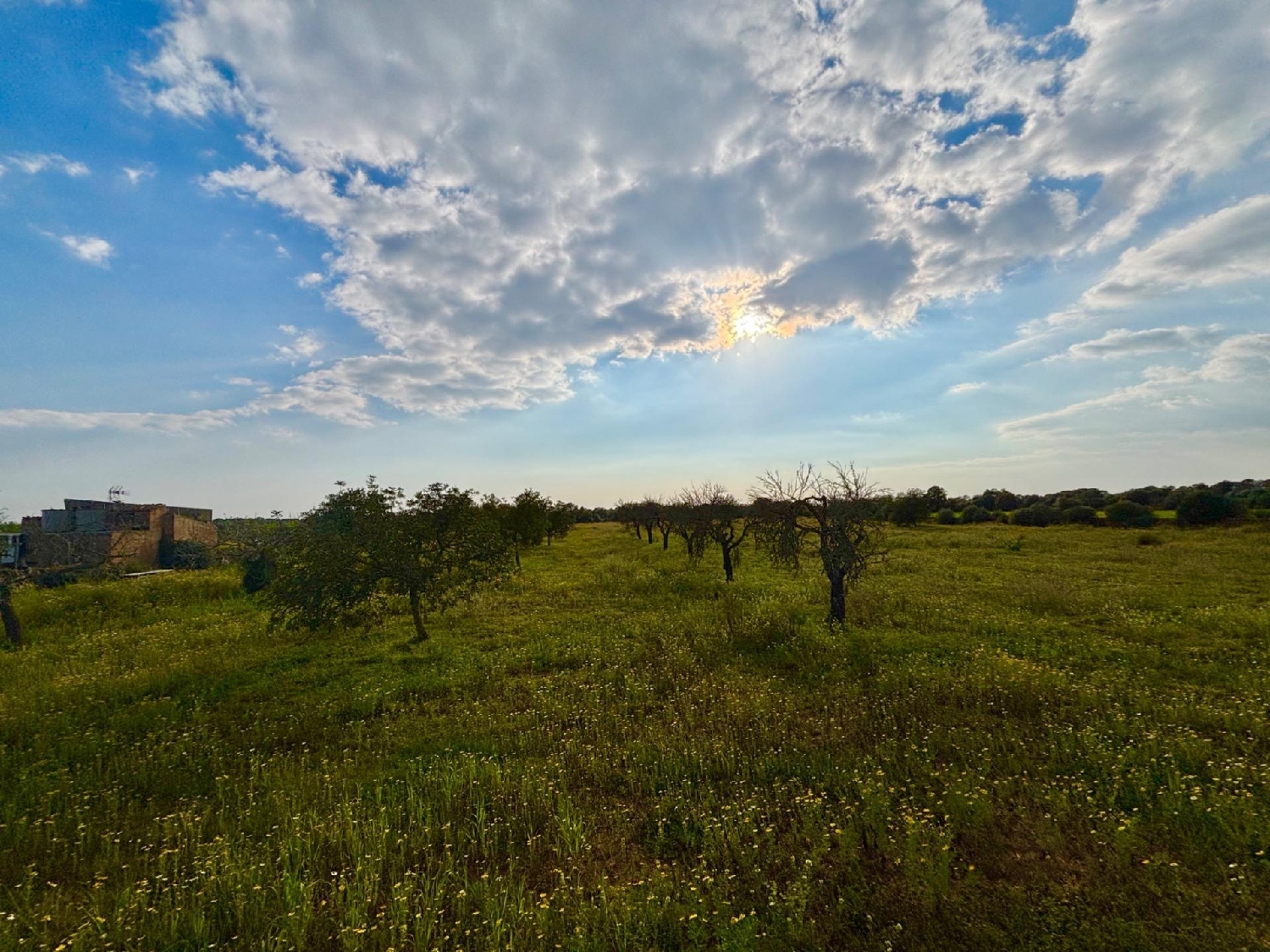  for sale plot Llucmajor Llucmajor 5