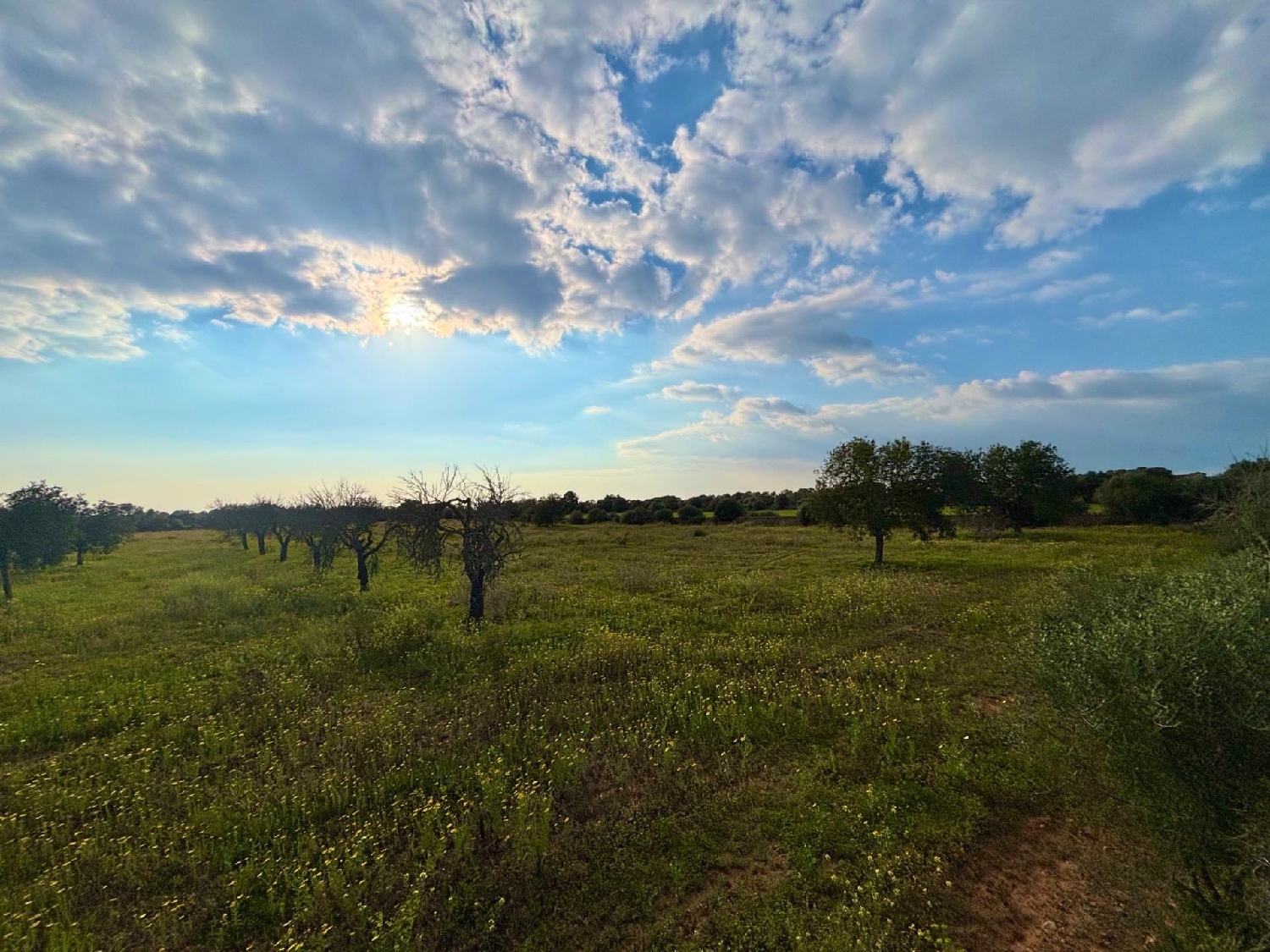  for sale plot Llucmajor Llucmajor 6