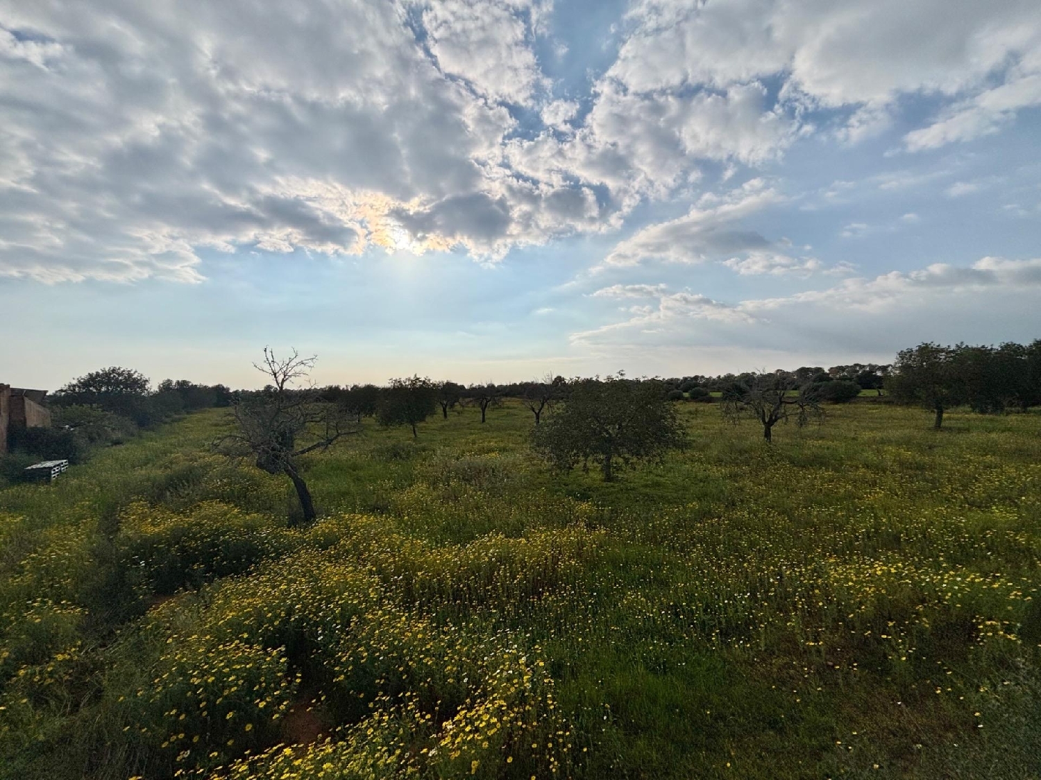  for sale plot Llucmajor Llucmajor 7