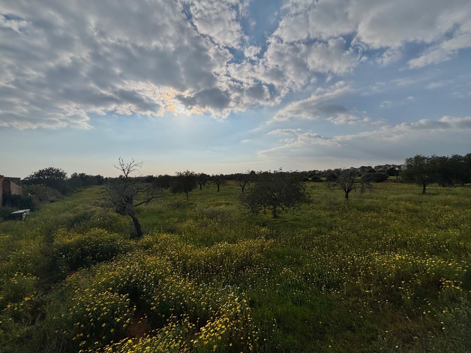  for sale plot Llucmajor Llucmajor 8