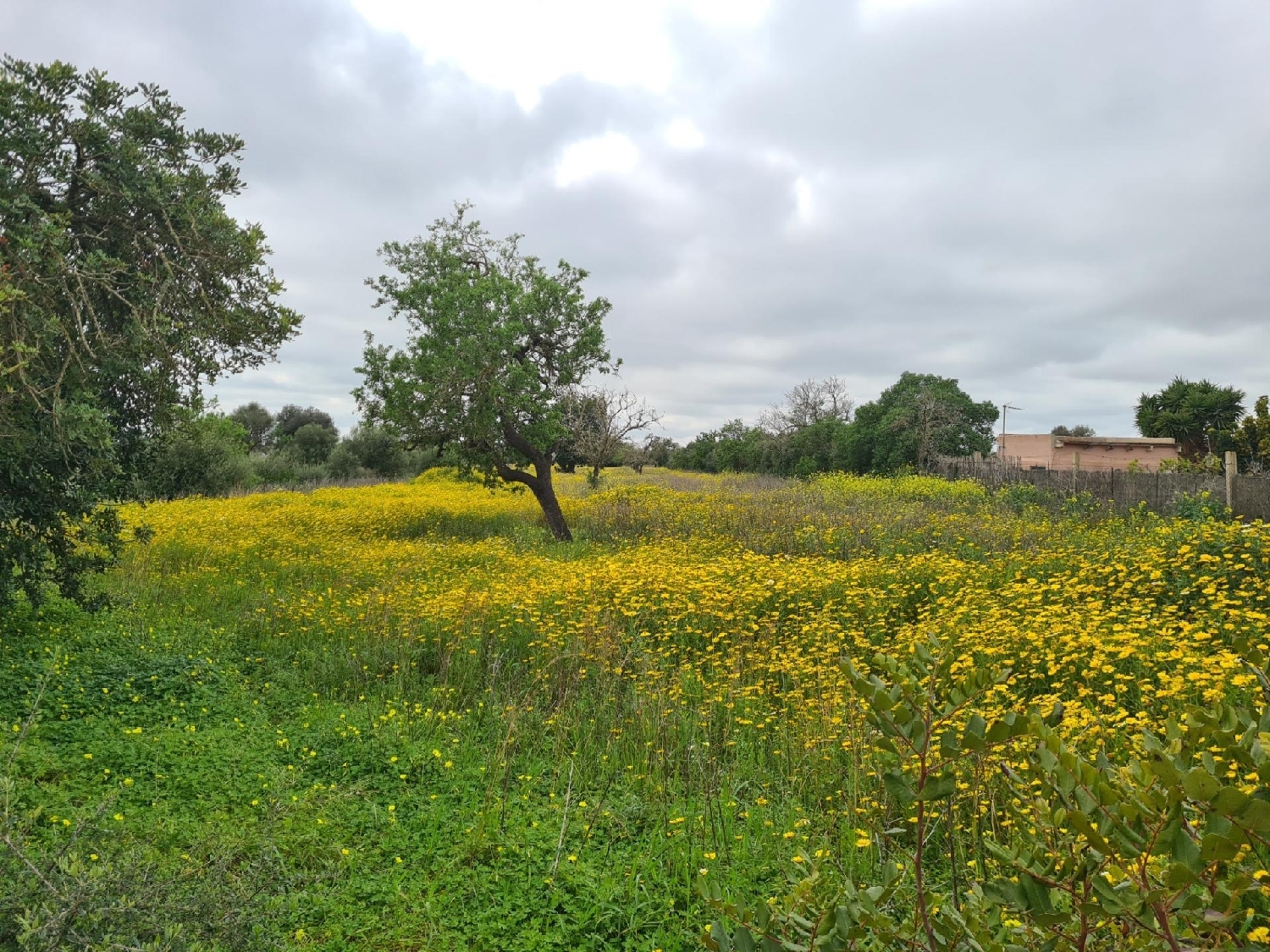  en venta terreno Llucmajor Llucmajor 2