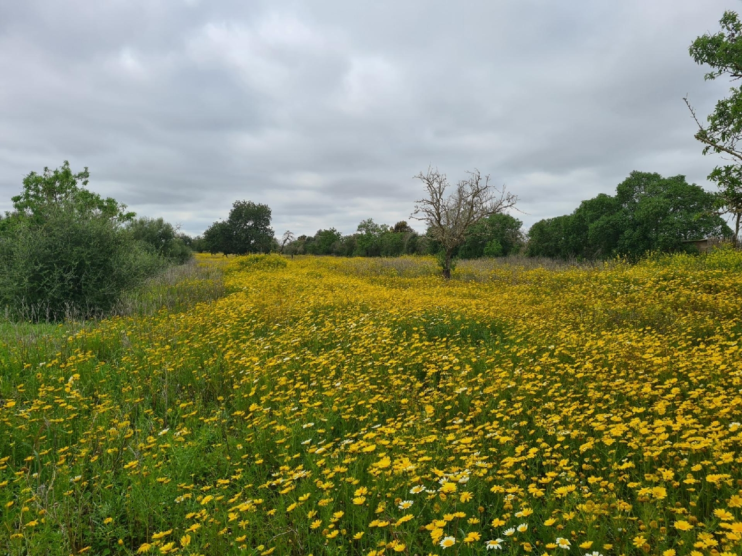  en venta terreno Llucmajor Llucmajor 1