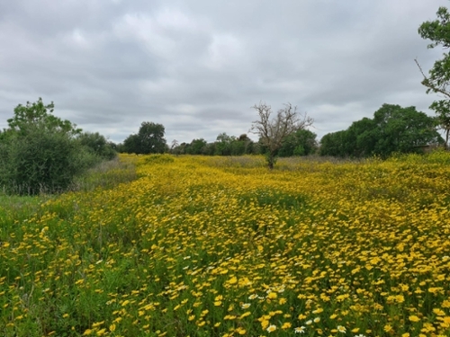 Llucmajor Llucmajor terreno foto 6364382