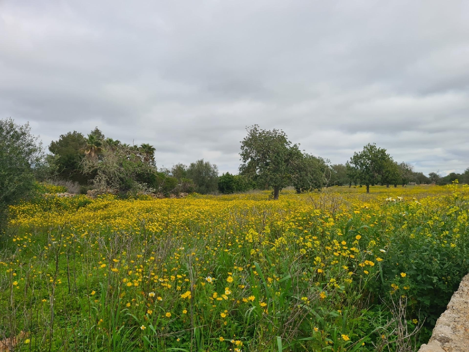  en venta terreno Llucmajor Llucmajor 8