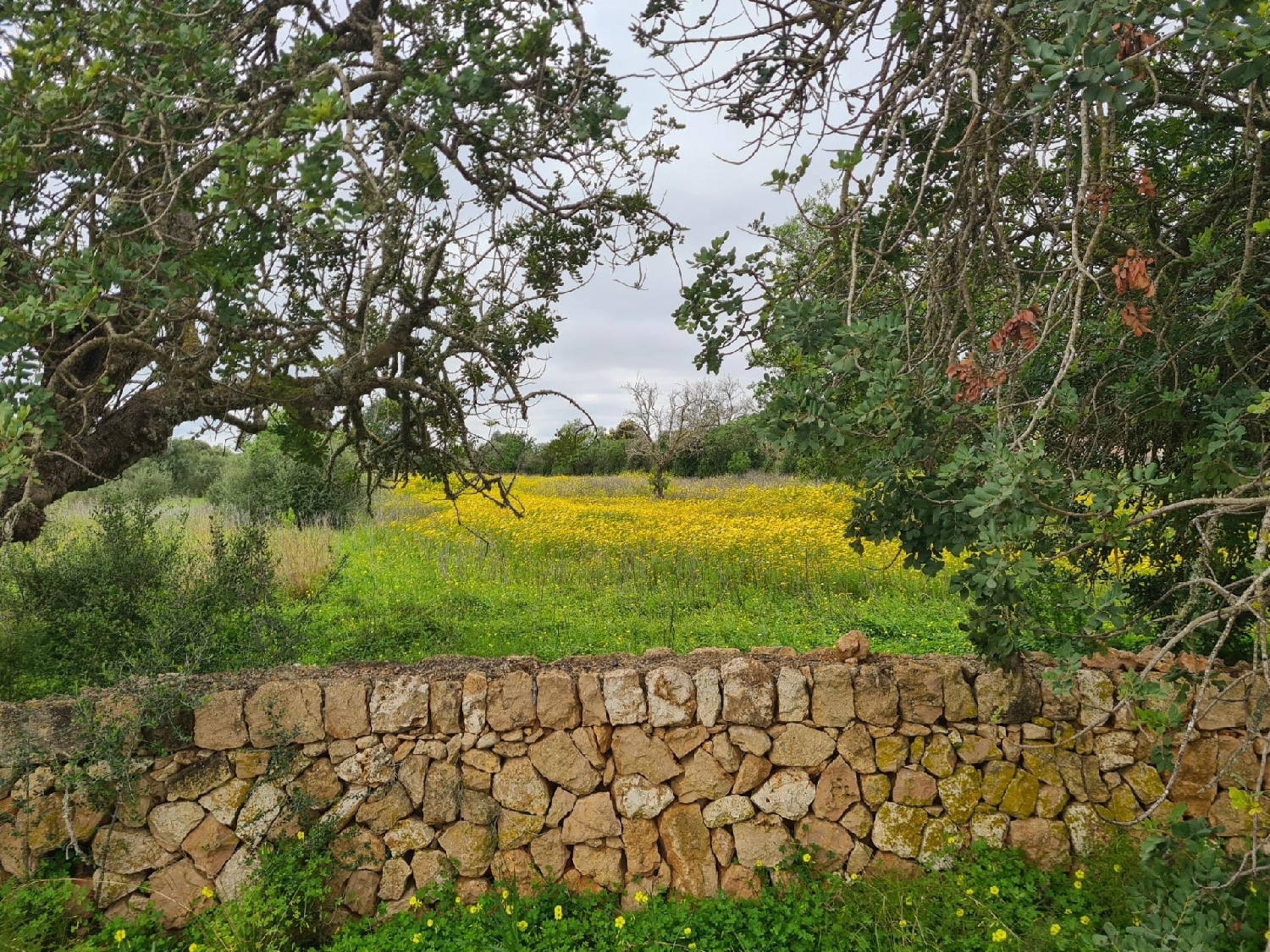  en venta terreno Llucmajor Llucmajor 7