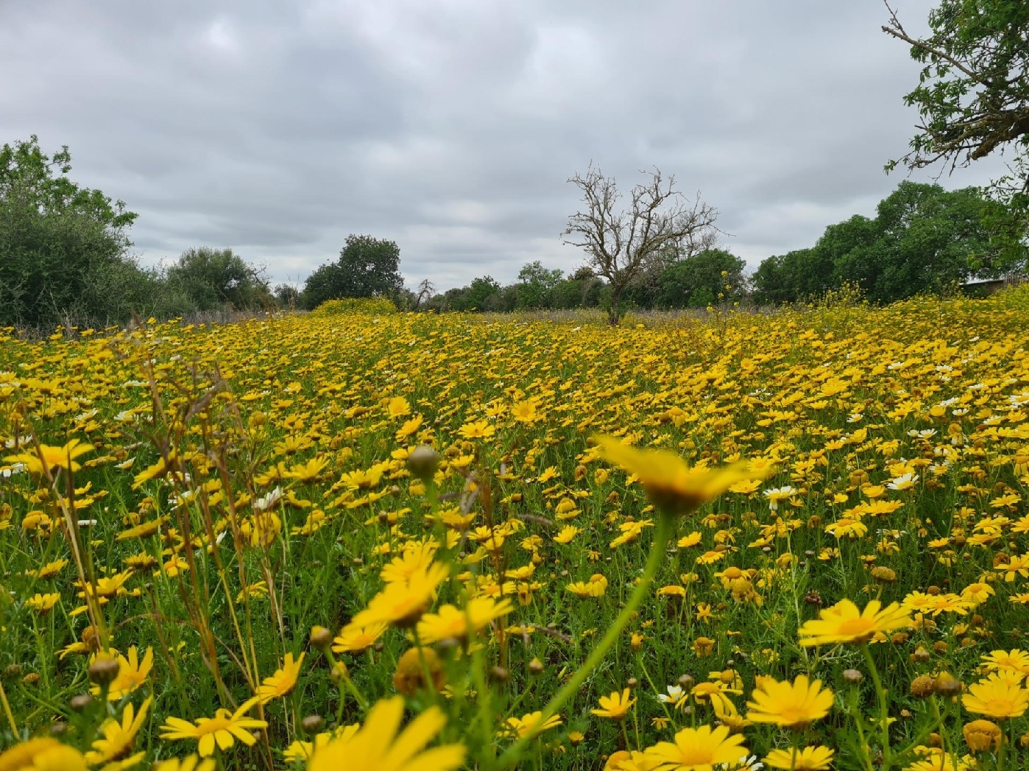  en venta terreno Llucmajor Llucmajor 5