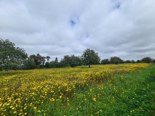 Llucmajor Llucmajor terreno foto 6364383