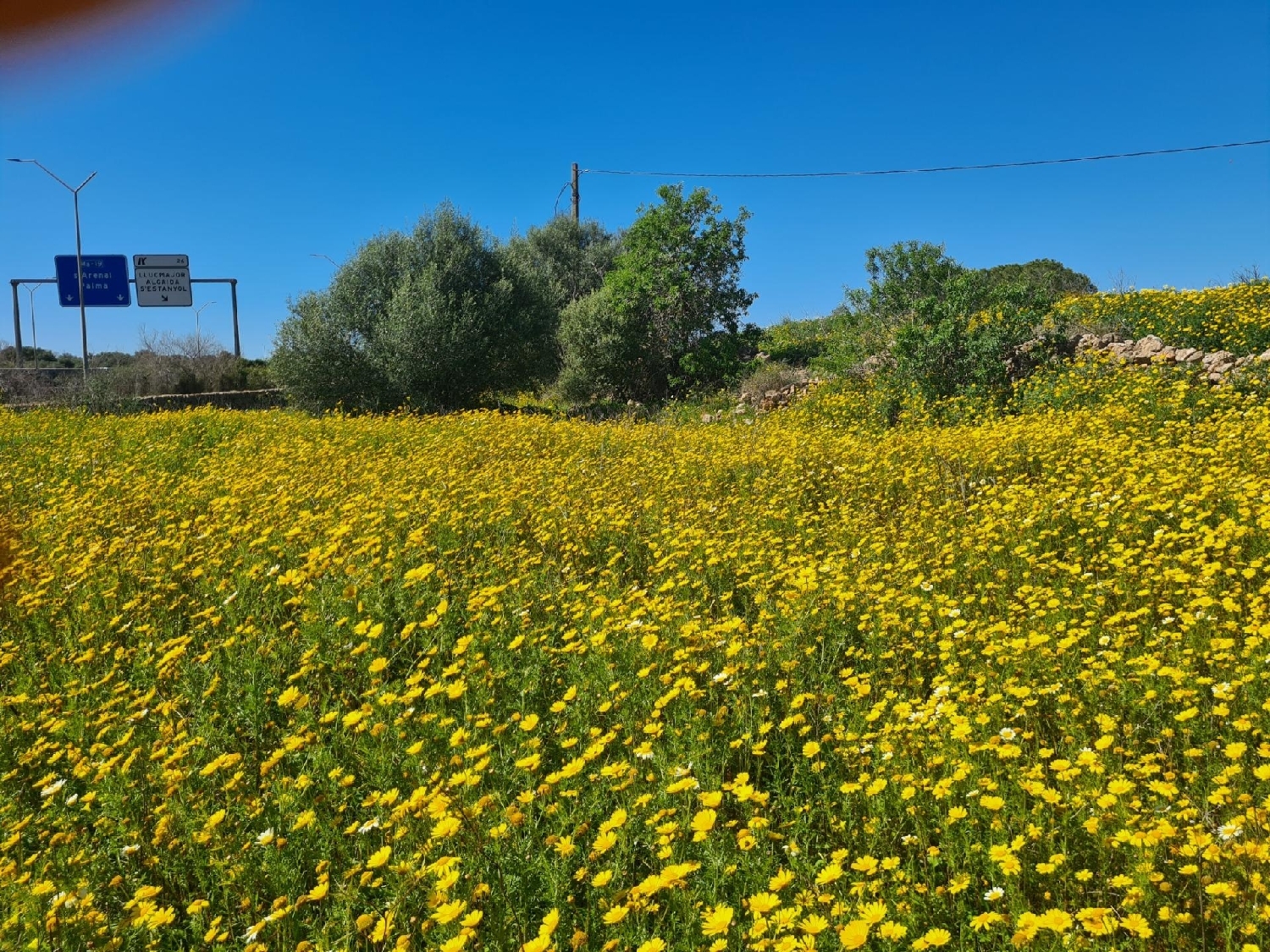  en venta terreno Llucmajor Llucmajor 8