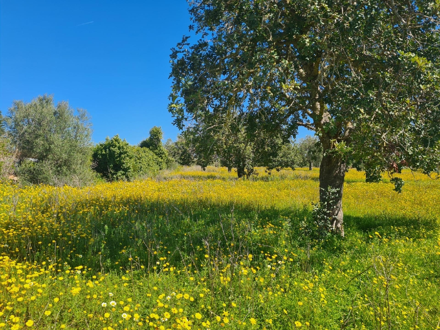  en venta terreno Llucmajor Llucmajor 7