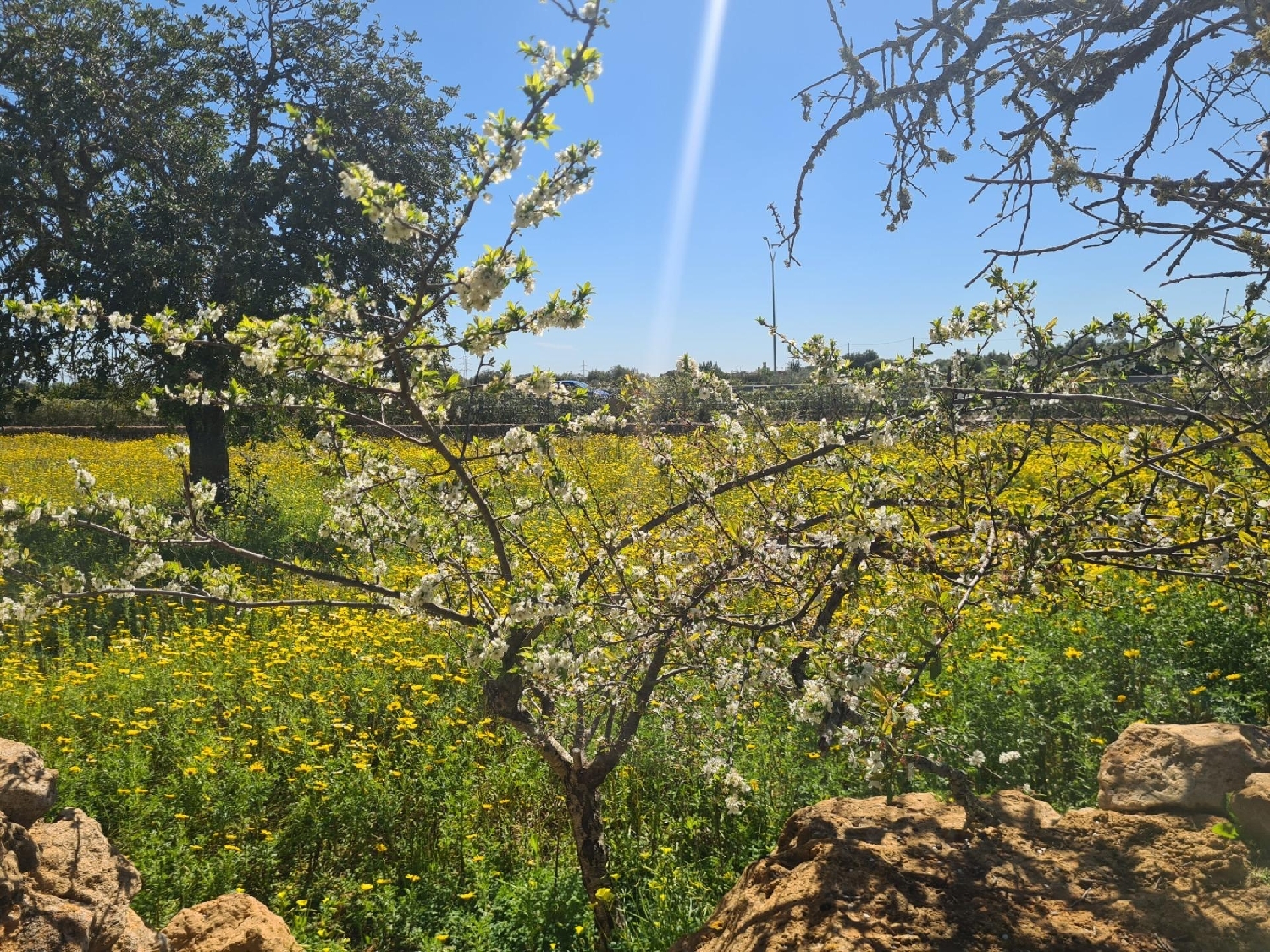  en venta terreno Llucmajor Llucmajor 6