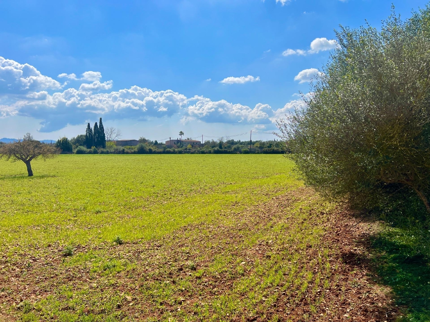  for sale plot Porreres Pla (Es) 5