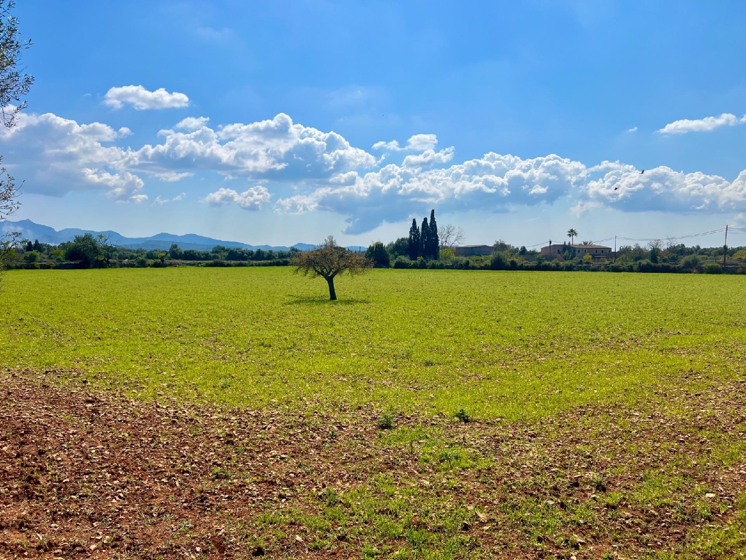  for sale plot Porreres Pla (Es) 4