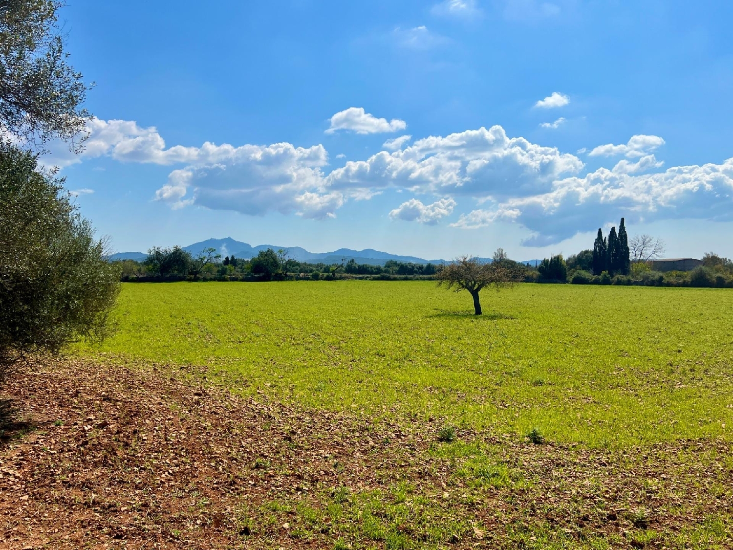  for sale plot Porreres Pla (Es) 3