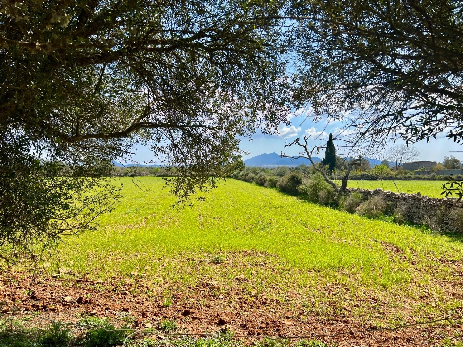  for sale plot Porreres Pla (Es) 7