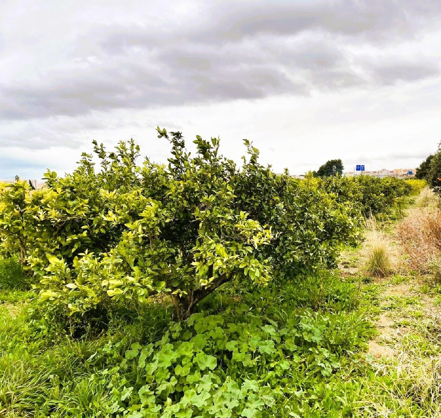  for sale plot Quart De Poblet Horta Oest 2