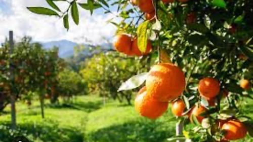 Quart De Poblet Horta Oest plot foto 6358779