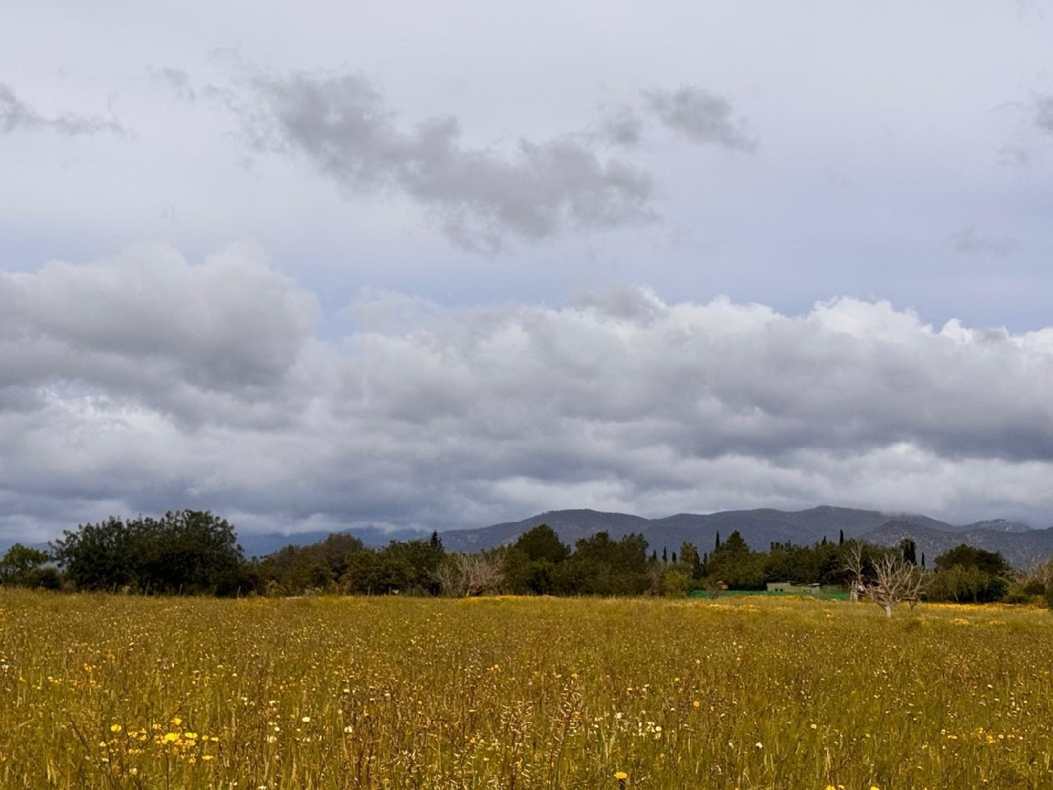  till salu tomt Santa Eugènia Pla (Es) 6