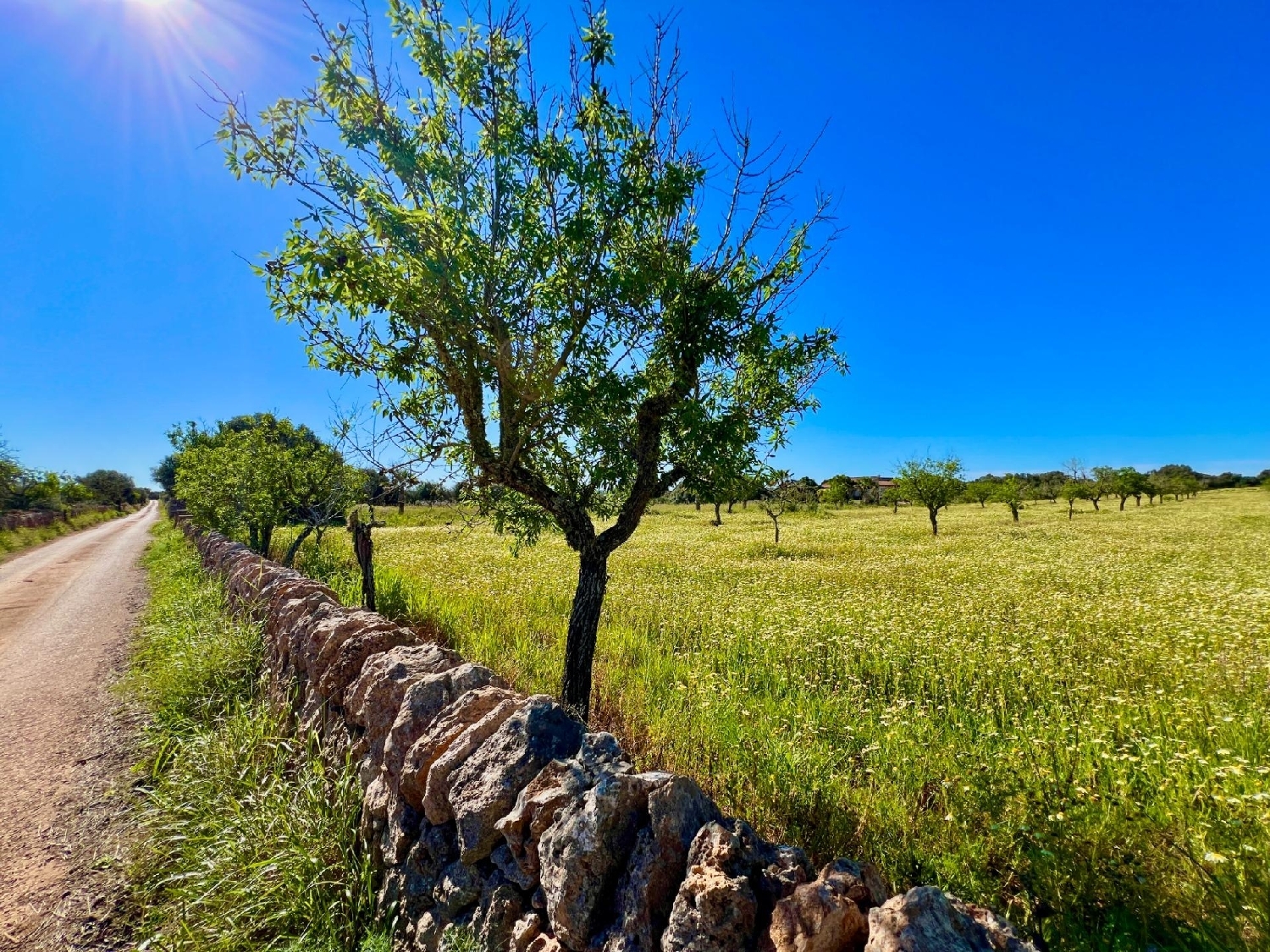  for sale plot Santanyí Sud 8