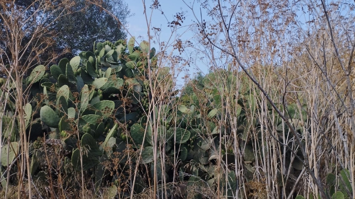 te koop perceel Santanyí Sud 8