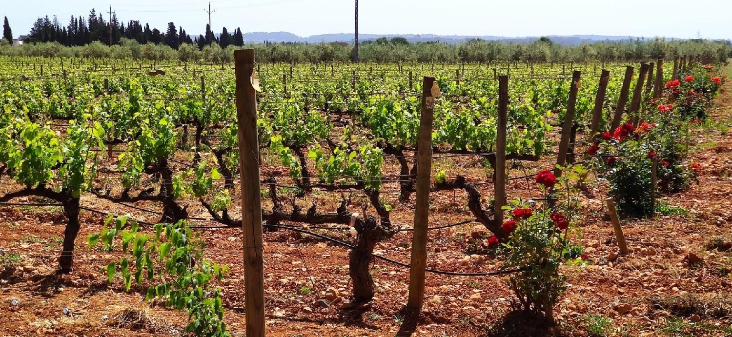 for sale plot Sencelles Pla (Es) 4