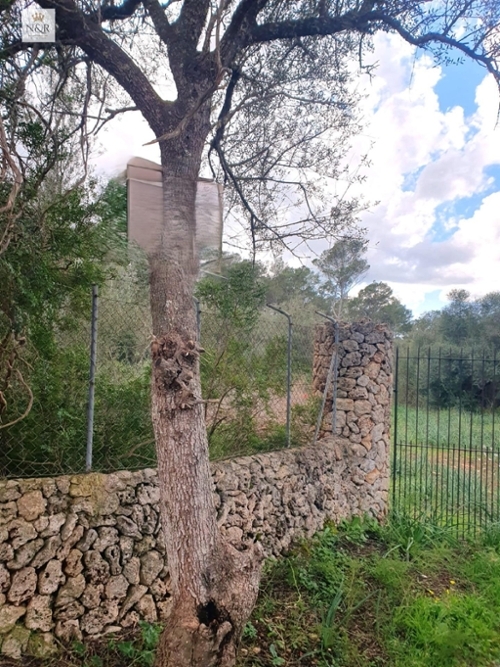 Sencelles Pla (Es) plot foto 6359482