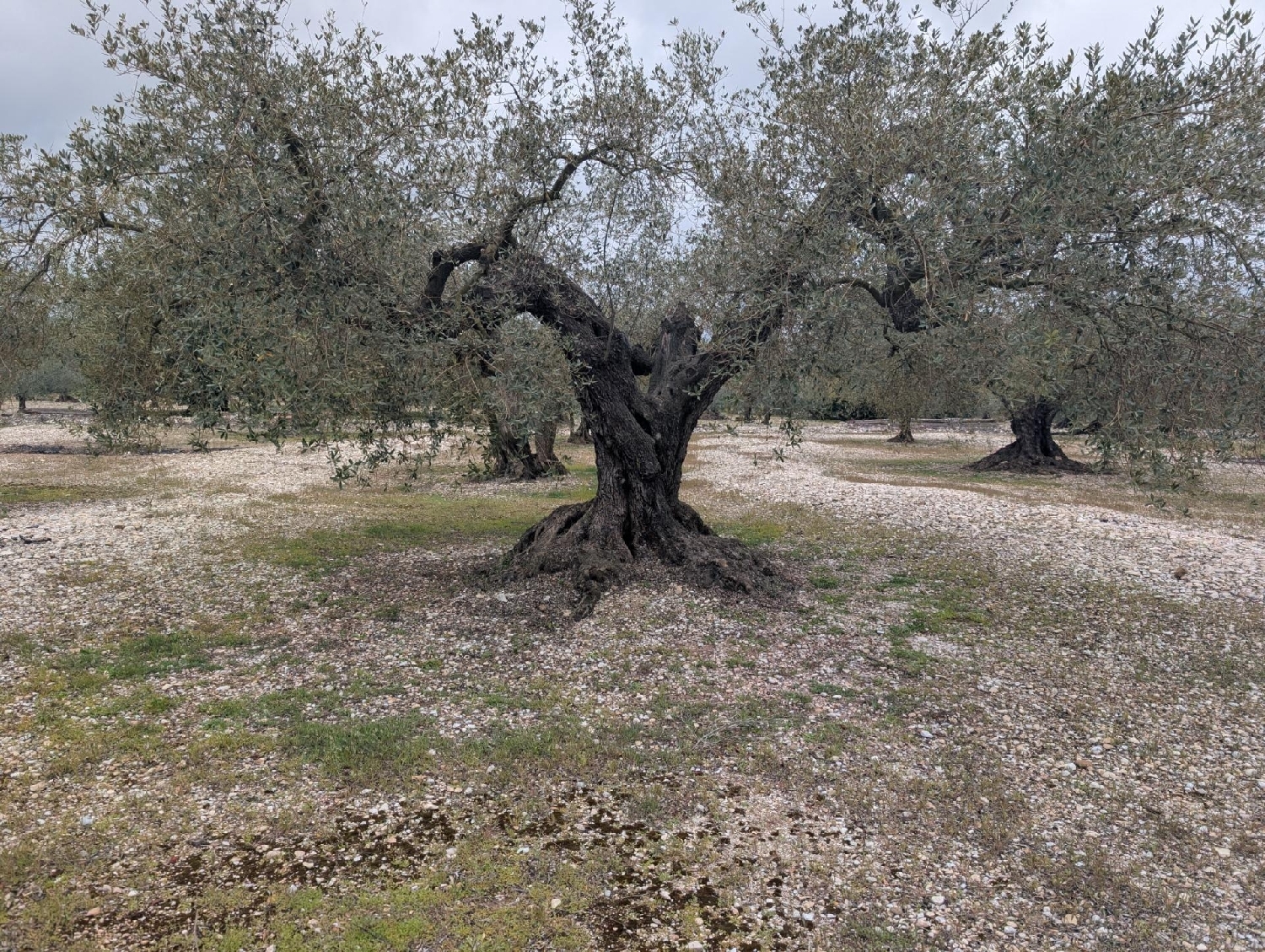  en venta terreno Traiguera Baix Maestrat 2