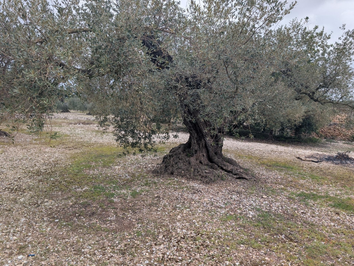  en venta terreno Traiguera Baix Maestrat 3