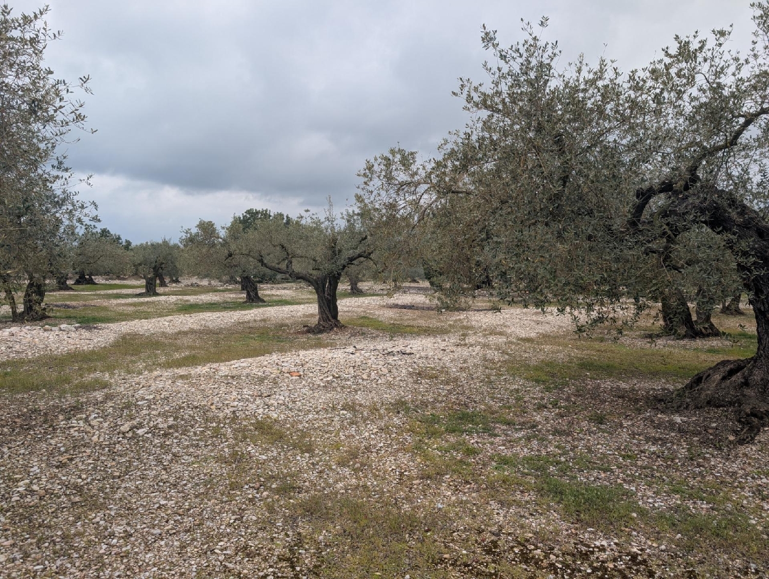  en venta terreno Traiguera Baix Maestrat 1